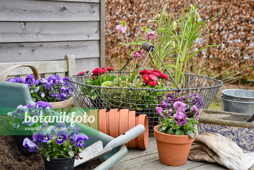 525471 - Horned pansies (Viola cornuta), common daisy (Bellis perennis), snake's head (Fritillaria meleagris) and lenten rose (Helleborus orientalis)