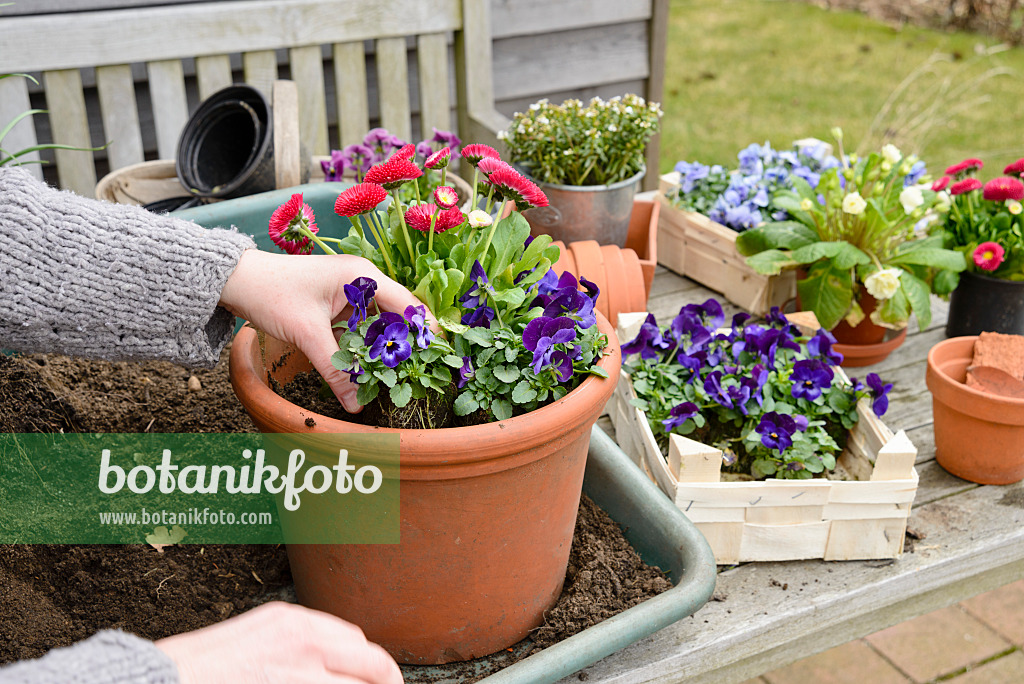 525475 - Horned pansies (Viola cornuta) and common daisy (Bellis perennis) in a clay pot