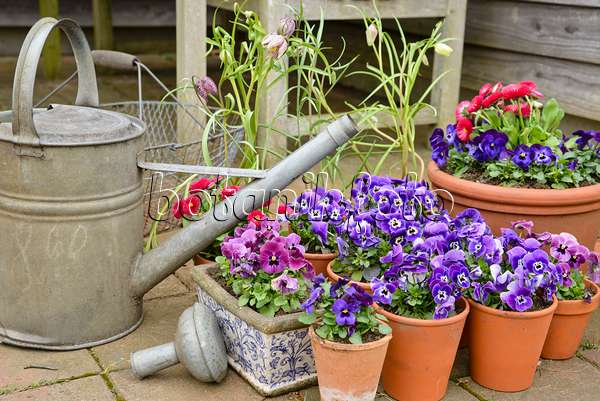 525476 - Horned pansies (Viola cornuta) and common daisy (Bellis perennis) in a clay pots with watering can