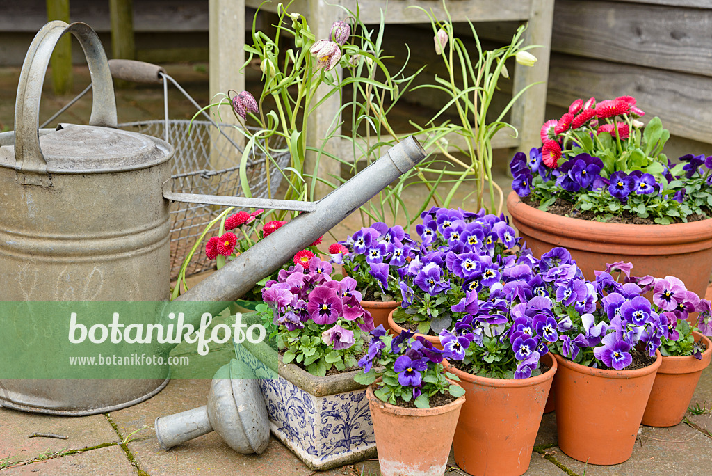 525476 - Horned pansies (Viola cornuta) and common daisy (Bellis perennis) in a clay pots with watering can