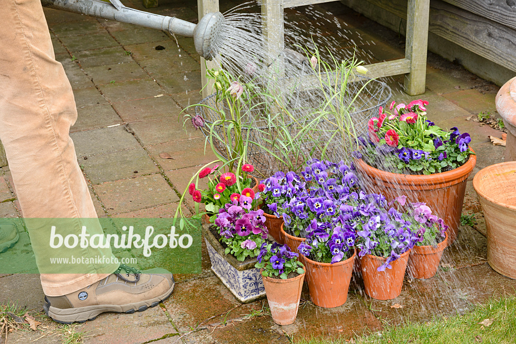 525477 - Horned pansies (Viola cornuta) and common daisy (Bellis perennis) in a clay pots