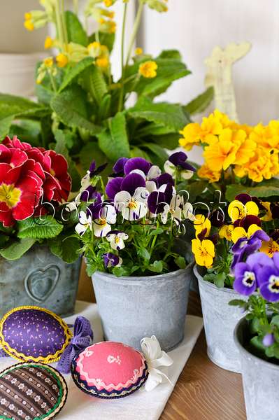 483069 - Horned pansies (Viola cornuta) and comon primroses (Primula vulgaris syn. Primula acaulis)