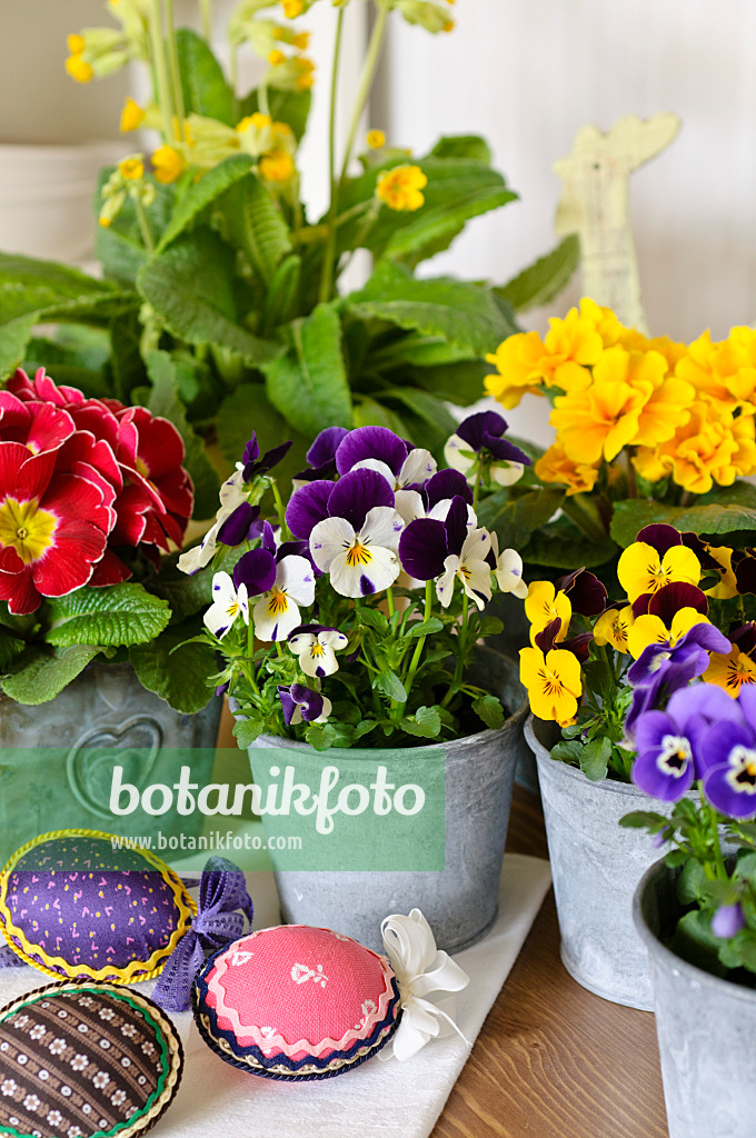 483069 - Horned pansies (Viola cornuta) and comon primroses (Primula vulgaris syn. Primula acaulis)