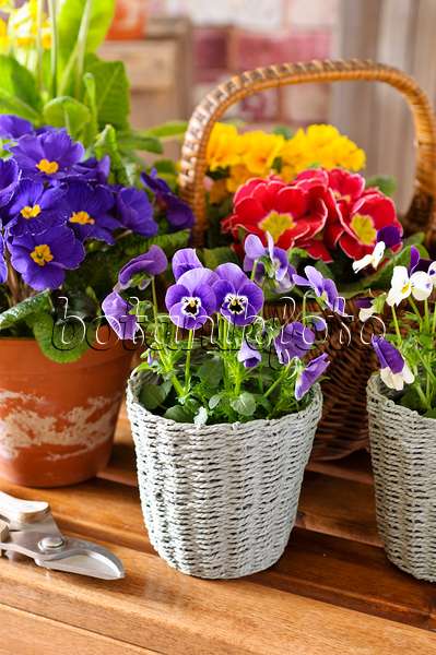 483080 - Horned pansies (Viola cornuta) and comon primroses (Primula vulgaris syn. Primula acaulis)