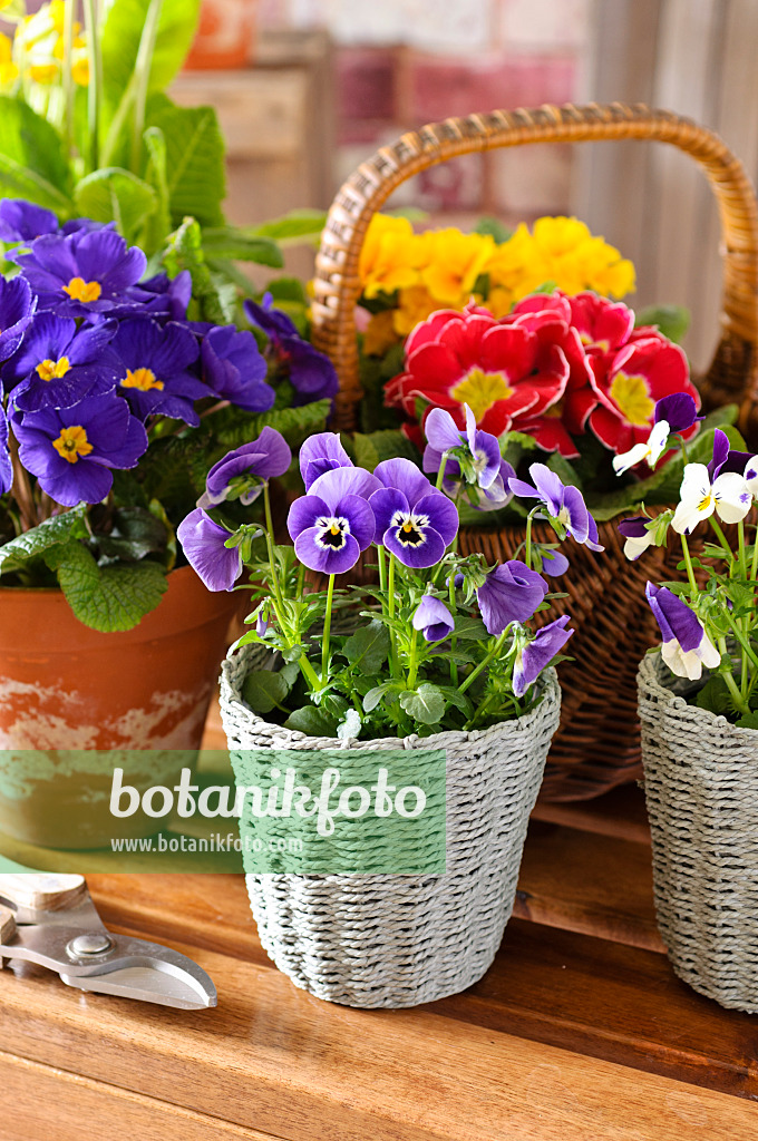 483080 - Horned pansies (Viola cornuta) and comon primroses (Primula vulgaris syn. Primula acaulis)