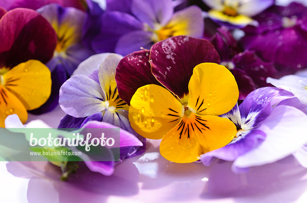 484215 - Horned pansies (Viola cornuta), cut flowers on a plate