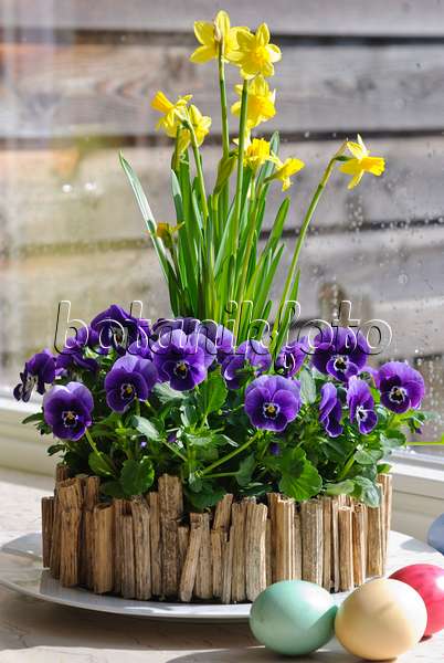 488156 - Horned pansies (Viola cornuta) and daffodils (Narcissus)