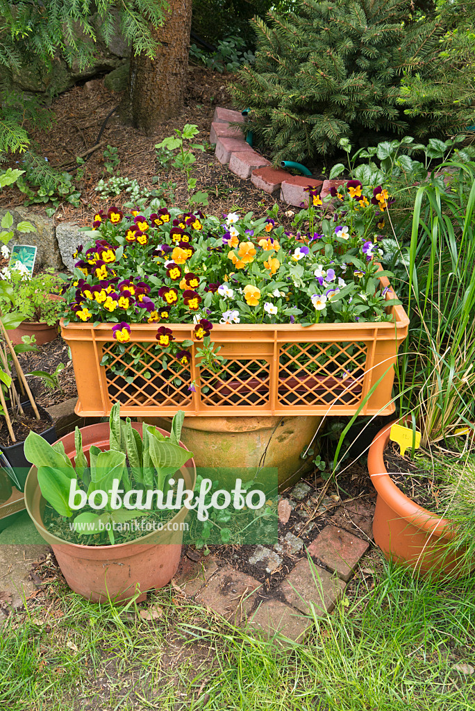 544144 - Horned pansies (Viola cornuta) in a box