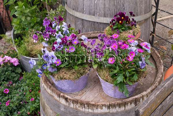 570038 - Horned pansies (Viola cornuta) in flower pots on a barrel
