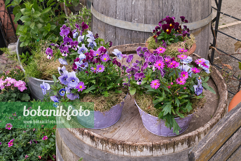 570038 - Horned pansies (Viola cornuta) in flower pots on a barrel