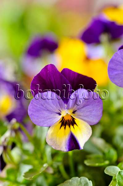483090 - Horned pansy (Viola cornuta)