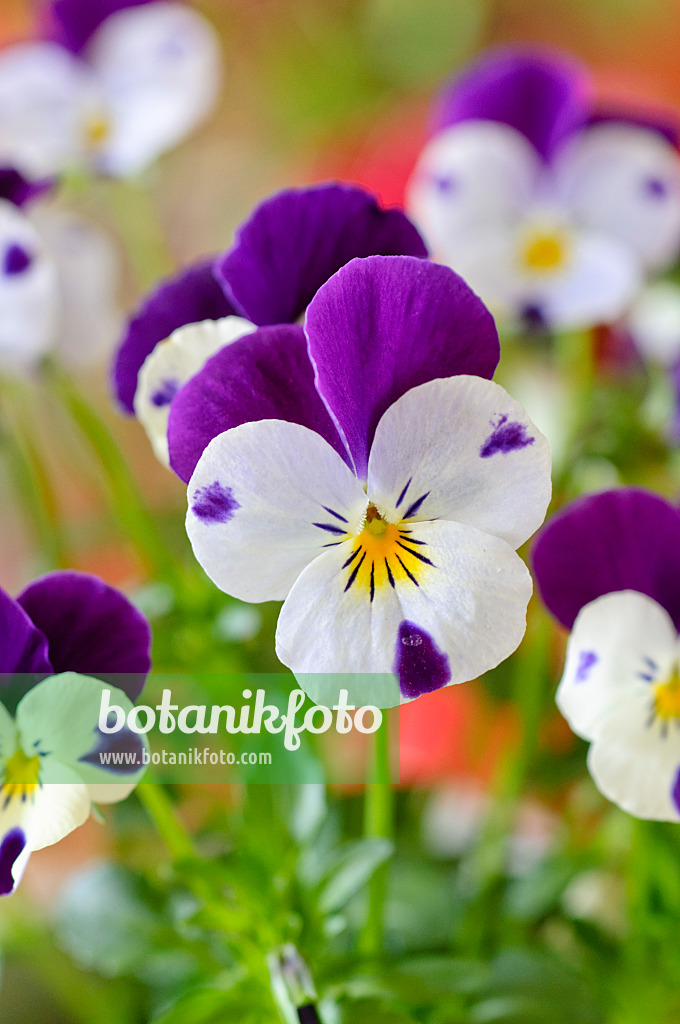 483128 - Horned pansy (Viola cornuta)