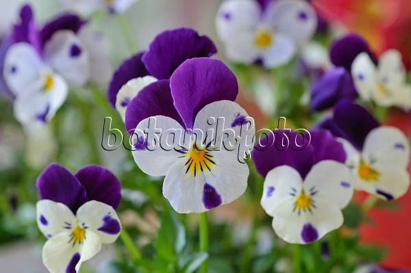 483129 - Horned pansy (Viola cornuta)