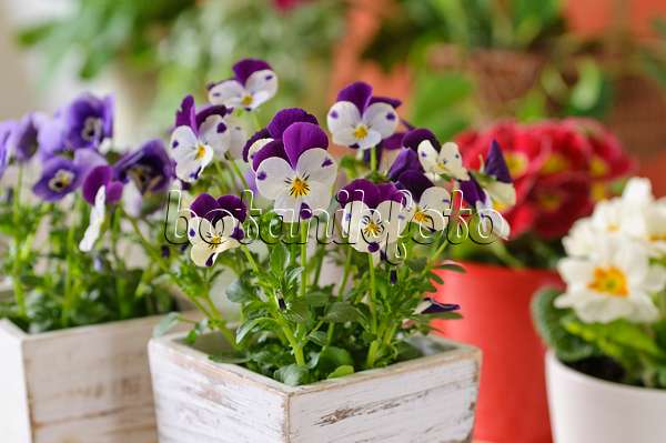 483130 - Horned pansy (Viola cornuta)