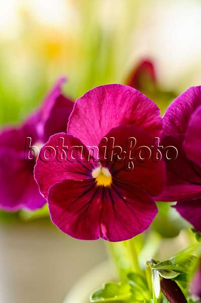 483133 - Horned pansy (Viola cornuta)