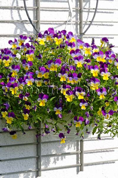484348 - Horned pansy (Viola cornuta)