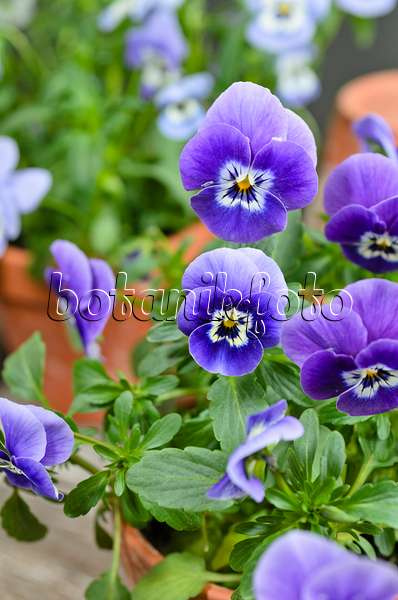 495119 - Horned pansy (Viola cornuta)