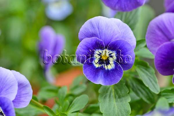 495120 - Horned pansy (Viola cornuta)