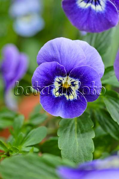 495121 - Horned pansy (Viola cornuta)