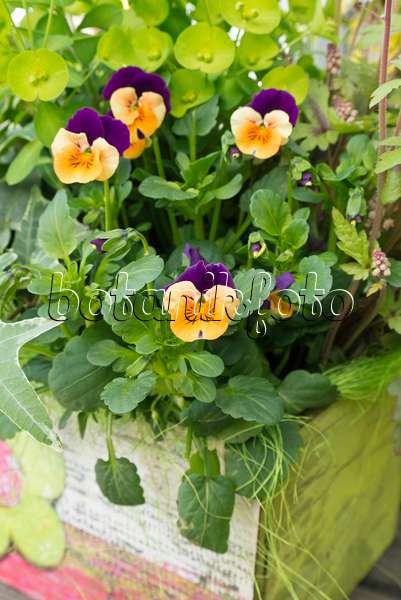 542010 - Horned pansy (Viola cornuta)