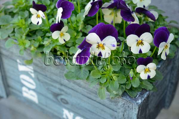 554029 - Horned pansy (Viola cornuta)