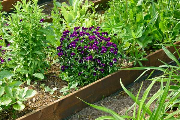 556055 - Horned pansy (Viola cornuta)