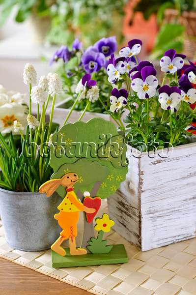 483131 - Horned pansy (Viola cornuta) and Armenian grape hyacinth (Muscari armeniacum 'White Magic') with Easter decoration