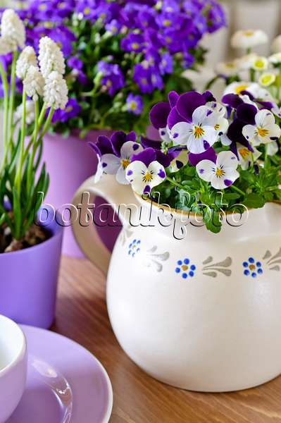 483148 - Horned pansy (Viola cornuta), Armenian grape hyacinth (Muscari armeniacum 'White Magic') and purple rock cress (Aubrieta deltoidea)