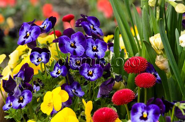495084 - Horned pansy (Viola cornuta) and common daisy (Bellis perennis)