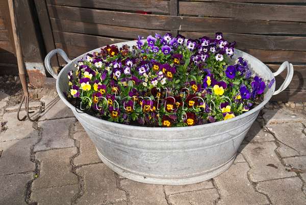 543018 - Horned pansy (Viola cornuta) in a tin trough