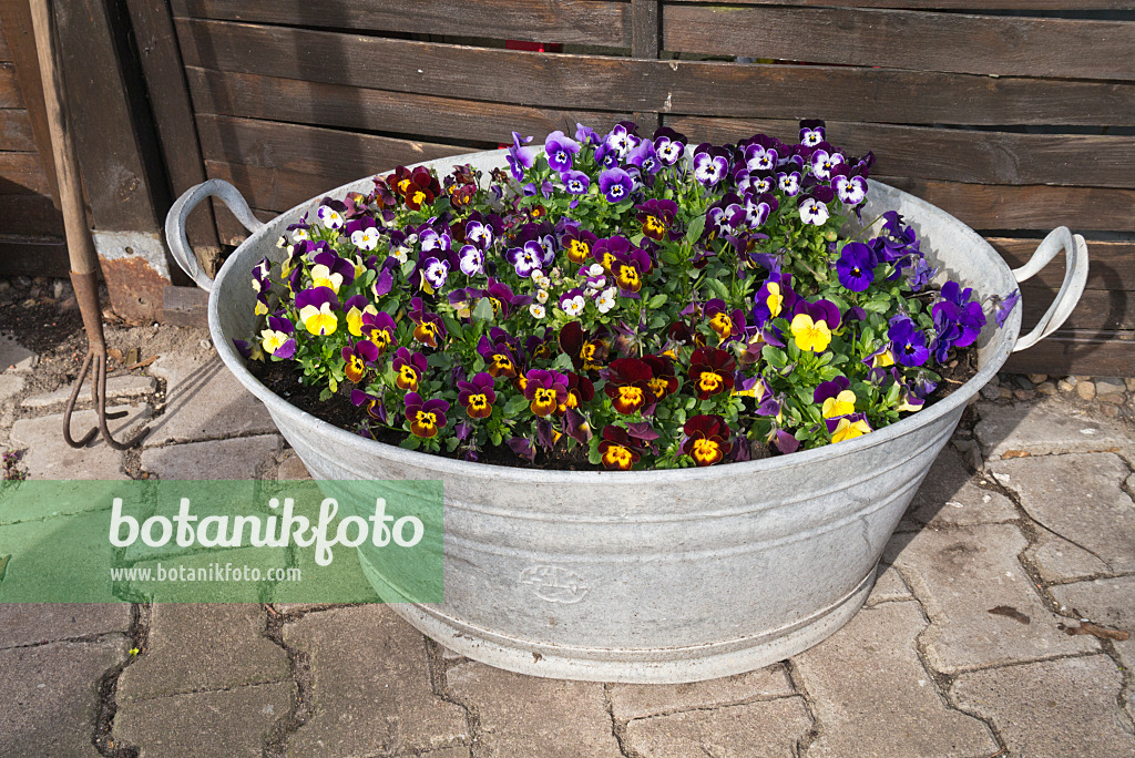 543018 - Horned pansy (Viola cornuta) in a tin trough