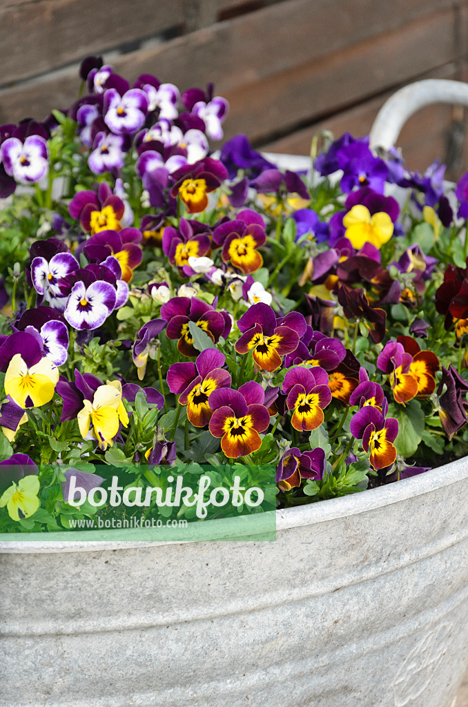 543029 - Horned pansy (Viola cornuta) in a tin trough