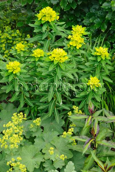 481023 - Horned spurge (Euphorbia cornigera 'Hoher Turm')