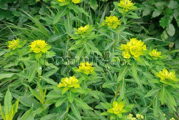 509165 - Horned spurge (Euphorbia cornigera 'Hoher Turm')