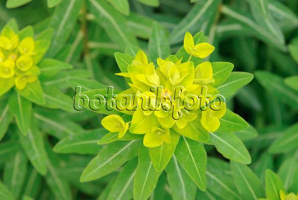 509166 - Horned spurge (Euphorbia cornigera 'Hoher Turm')