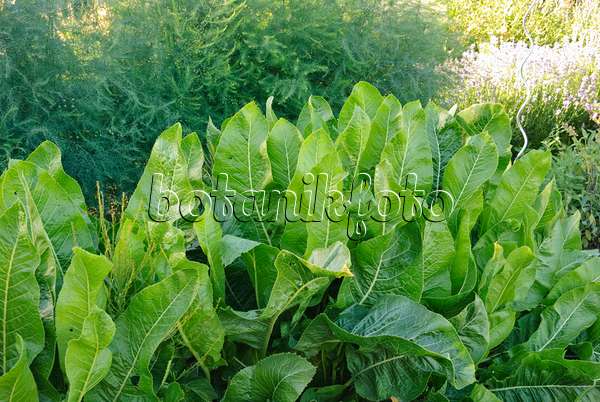 475058 - Horseradish (Armoracia rusticana)