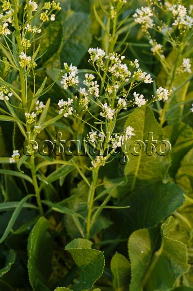 496111 - Horseradish (Armoracia rusticana)
