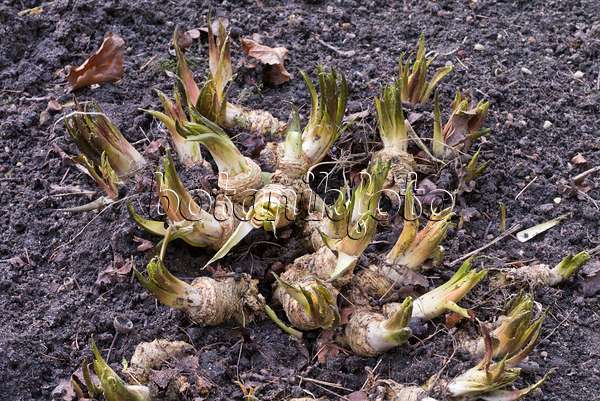 578018 - Horseradish (Armoracia rusticana)