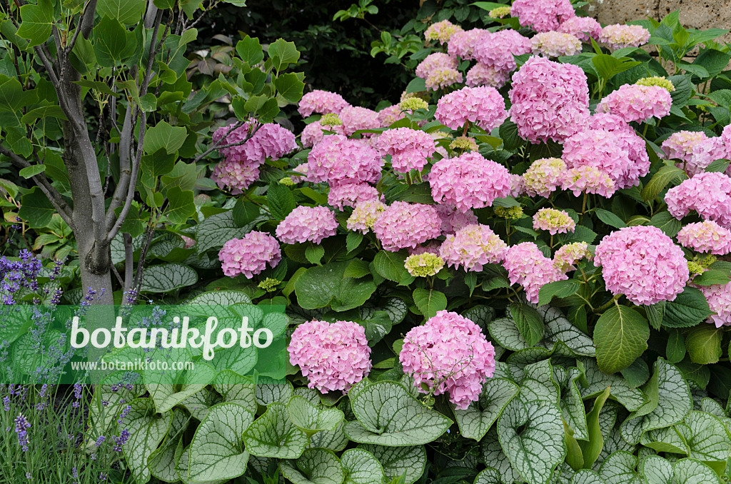 497081 - Hortensia à grandes feuilles (Hydrangea macrophylla) et brunnère à grandes feuilles (Brunnera macrophylla 'Jack Frost' syn. Myosotis macrophylla 'Jack Frost')