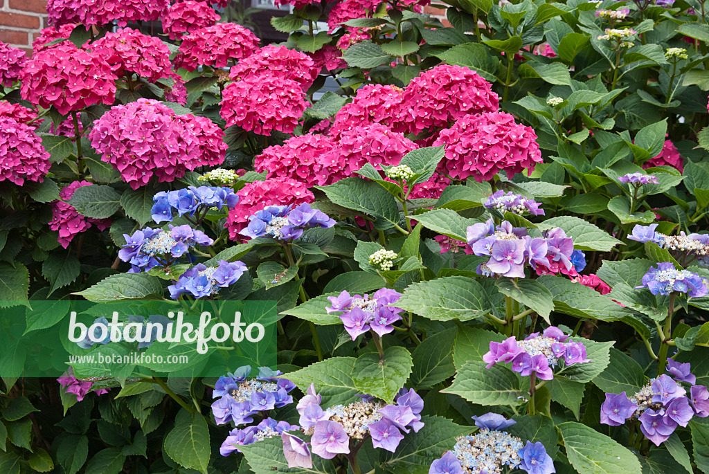 511330 - Hortensia à grandes feuilles (Hydrangea macrophylla)