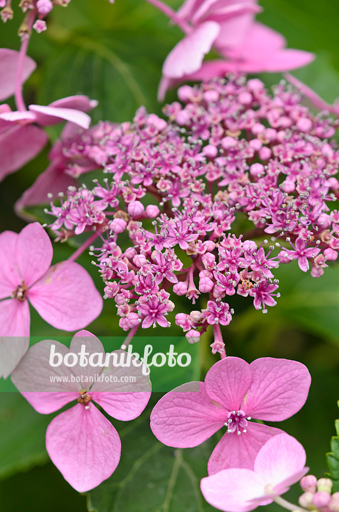 523005 - Hortensia à grandes feuilles (Hydrangea macrophylla)