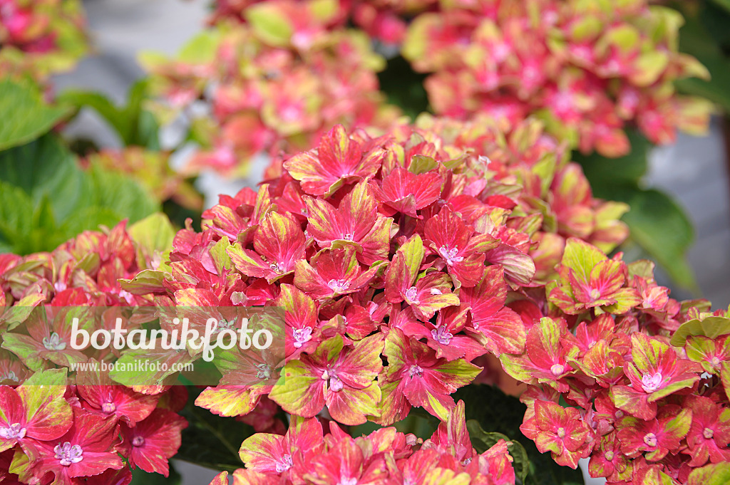 526107 - Hortensia à grandes feuilles (Hydrangea macrophylla 'Saxon Schloss Wackerbarth')