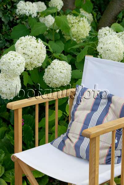 456004 - Hortensia de Virginie (Hydrangea arborescens 'Annabelle') avec une chaise de jardin en bois