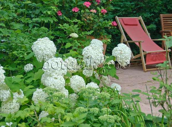 502221 - Hortensia de Virginie (Hydrangea arborescens 'Annabelle')