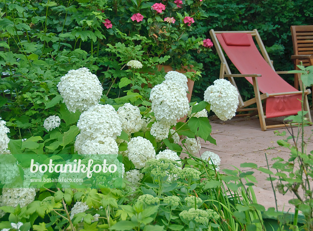 502221 - Hortensia de Virginie (Hydrangea arborescens 'Annabelle')