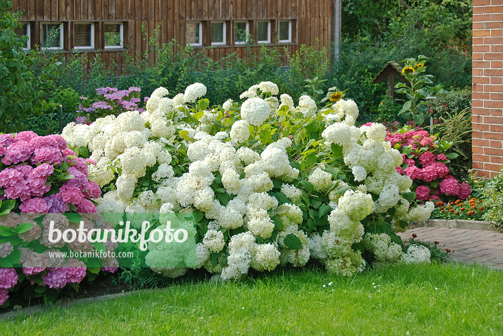 502222 - Hortensia de Virginie (Hydrangea arborescens 'Annabelle')