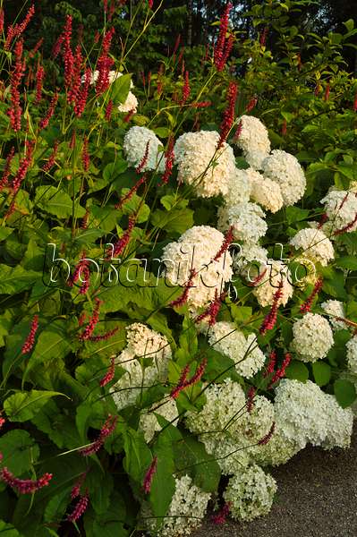 510146 - Hortensia de Virginie (Hydrangea arborescens 'Annabelle') et renouée (Bistorta amplexicaulis 'Atropurpureum' syn. Polygonum amplexicaule 'Atropurpureum')