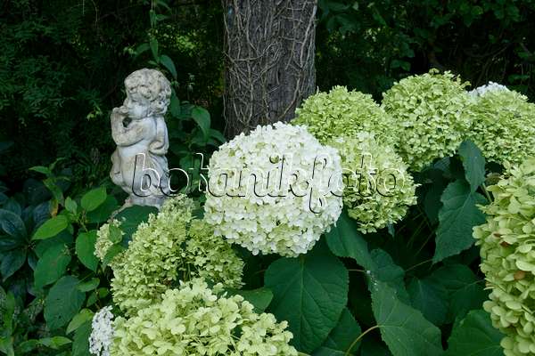 559086 - Hortensia de Virginie (Hydrangea arborescens)