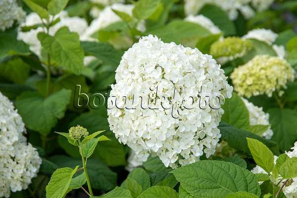 607100 - Hortensia de Virginie (Hydrangea arborescens 'Annabelle')