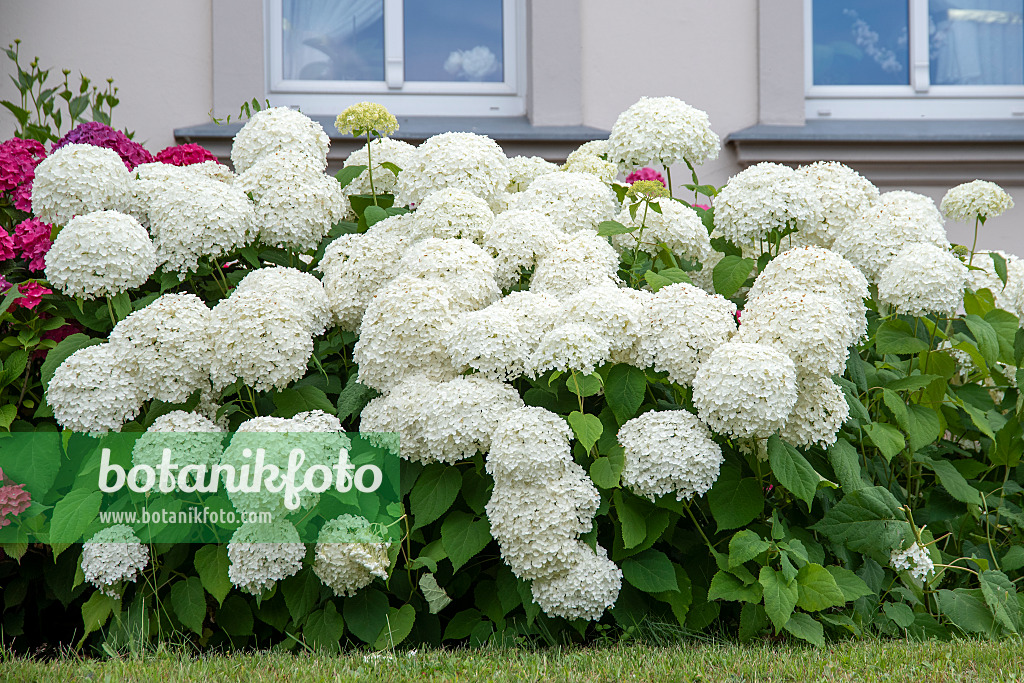 616233 - Hortensia de Virginie (Hydrangea arborescens 'Annabelle')